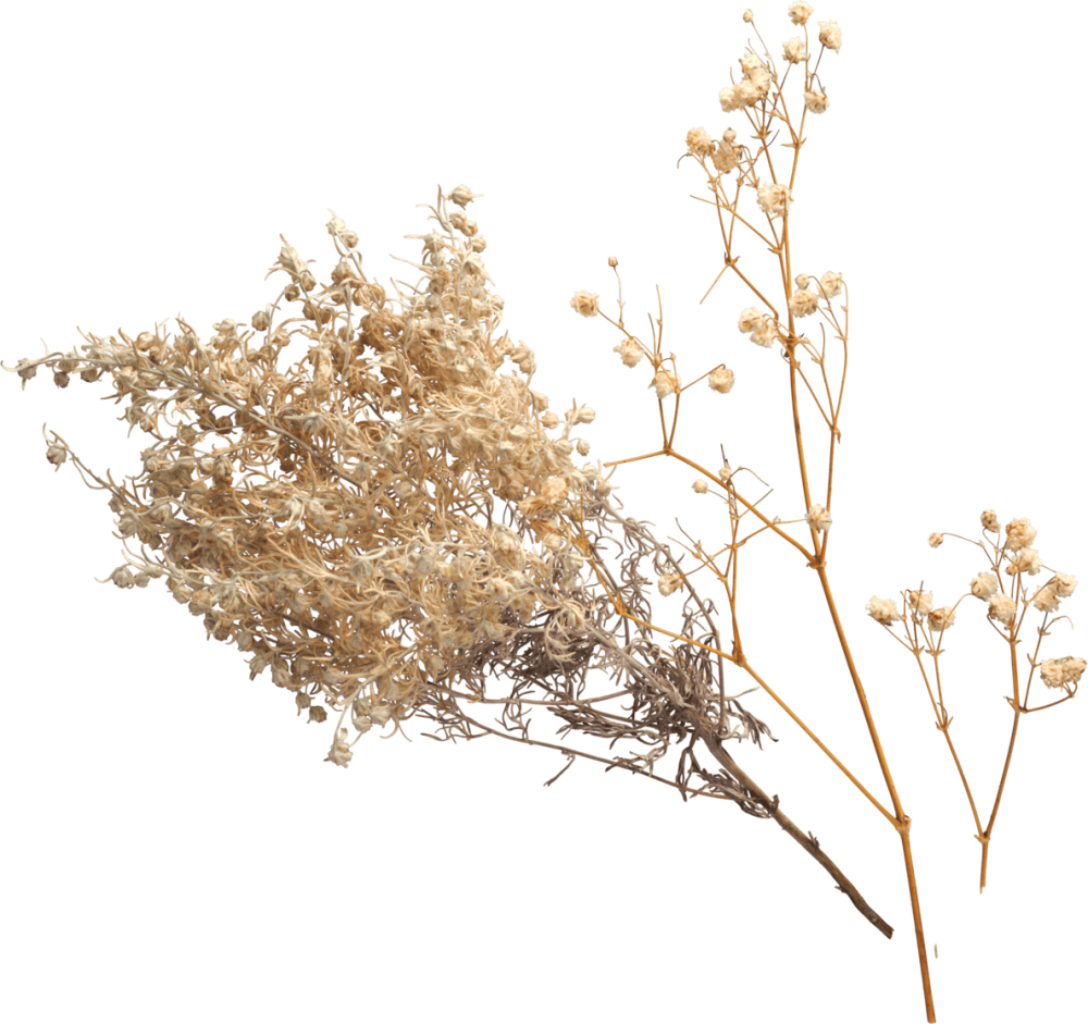CARRET AURELIE - fleurs